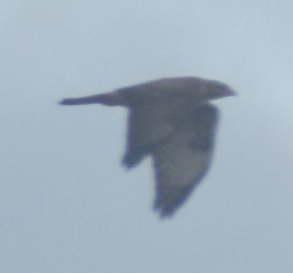 Buse variable - ML645119995