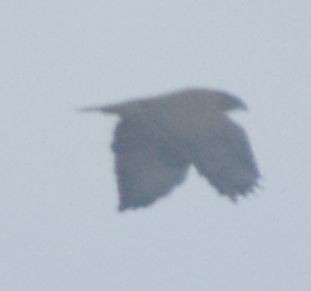 Buse variable - ML645119996