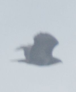 Buse variable - ML645119999