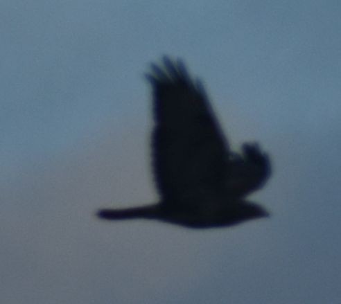 Buse variable - ML645120000