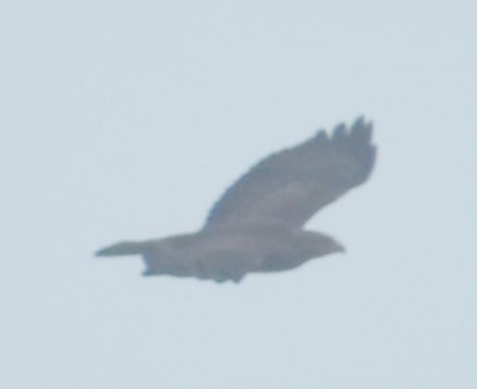 Buse variable - ML645120001