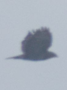 Buse variable - ML645120002