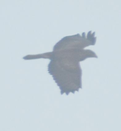 Buse variable - ML645120003