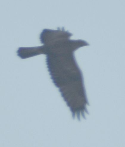 Buse variable - ML645120004