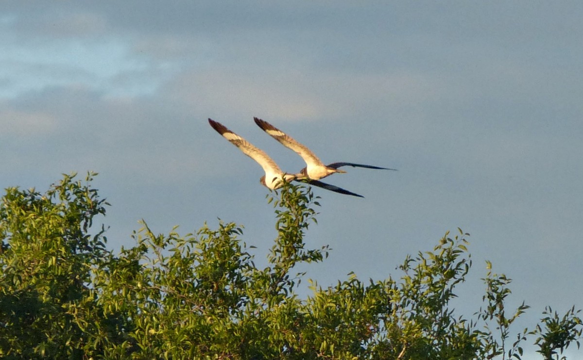 Nacunda Nighthawk - ML645120006