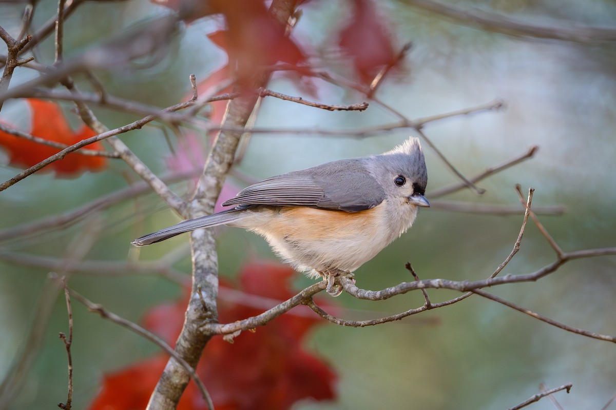 sýkora rezavoboká - ML645120008