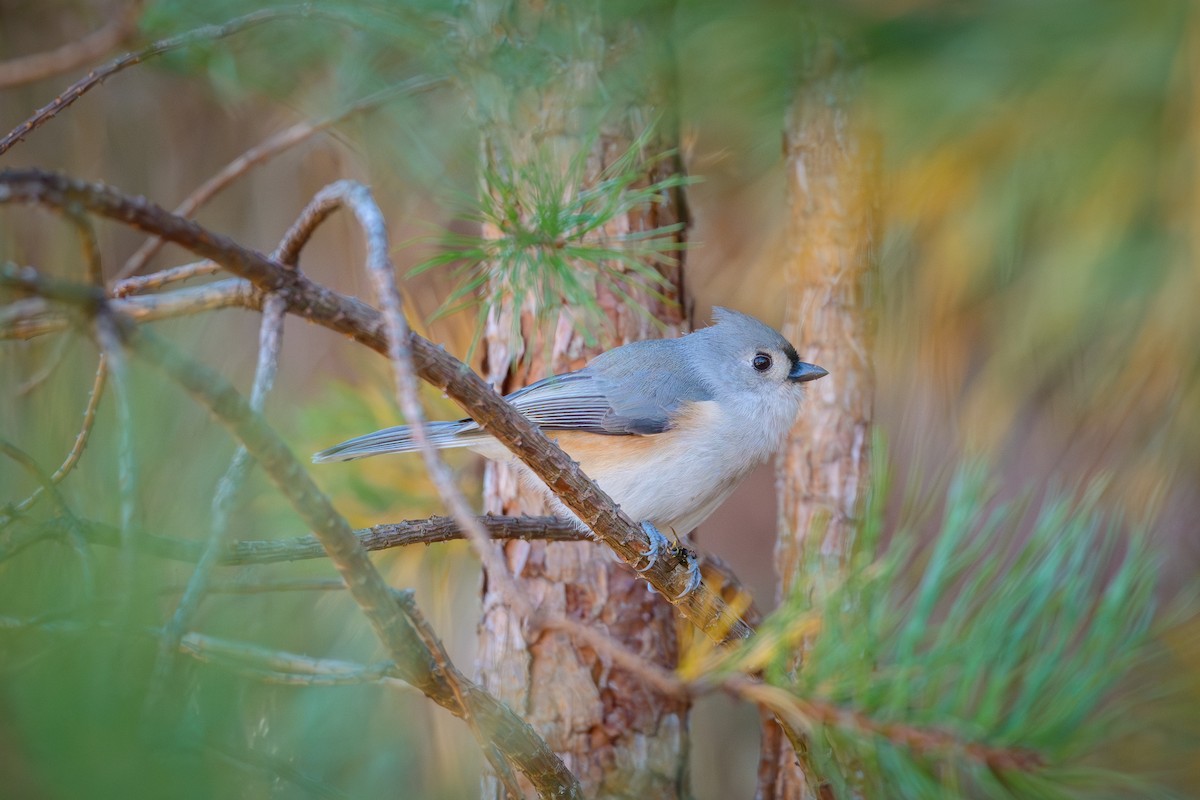 sýkora rezavoboká - ML645120009