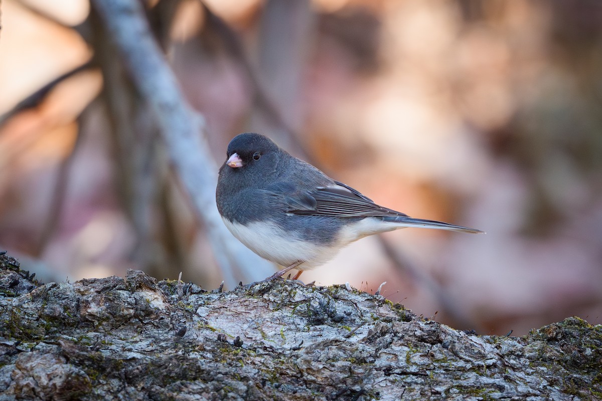 strnadec zimní - ML645120018