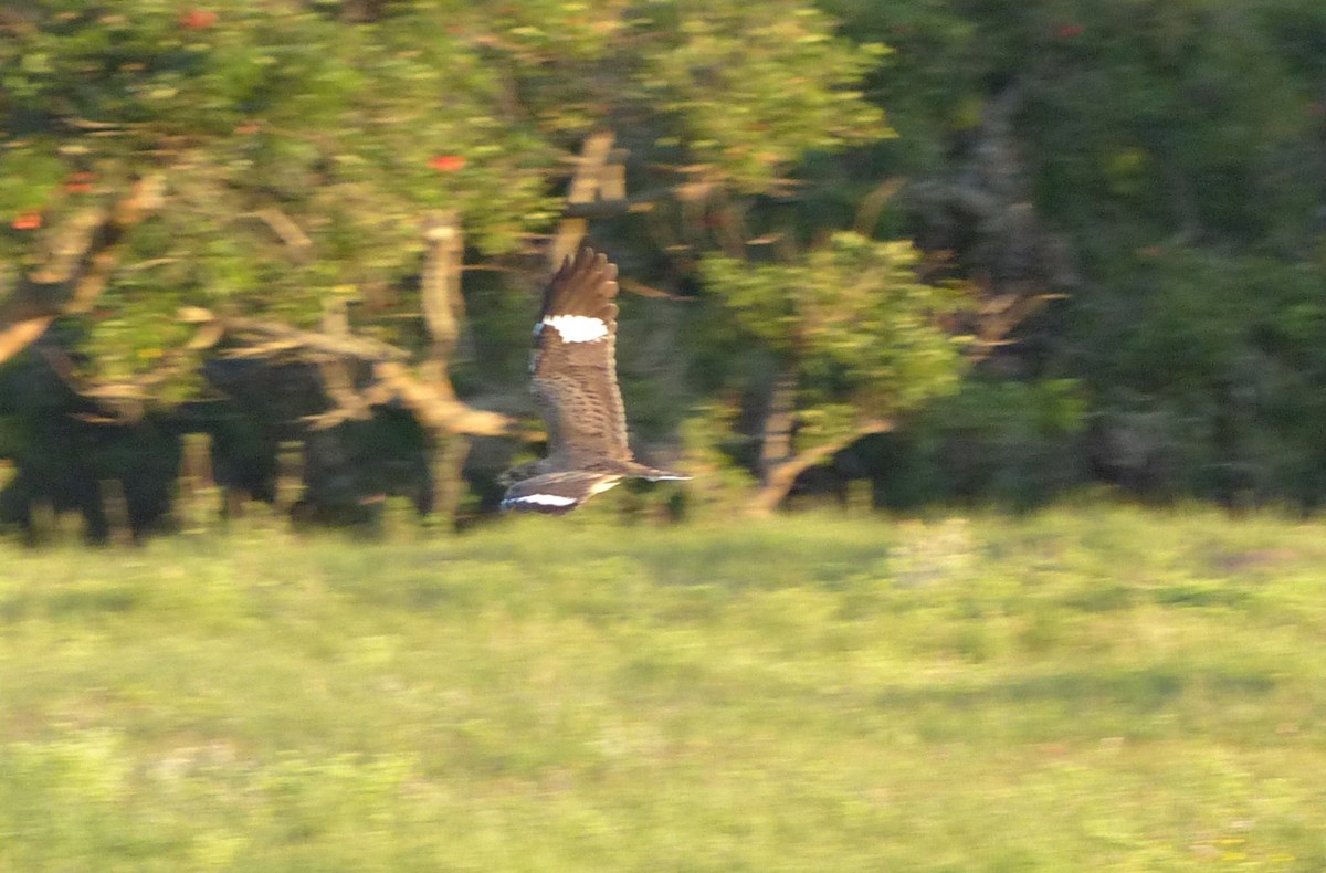 Nacunda Nighthawk - ML645120024