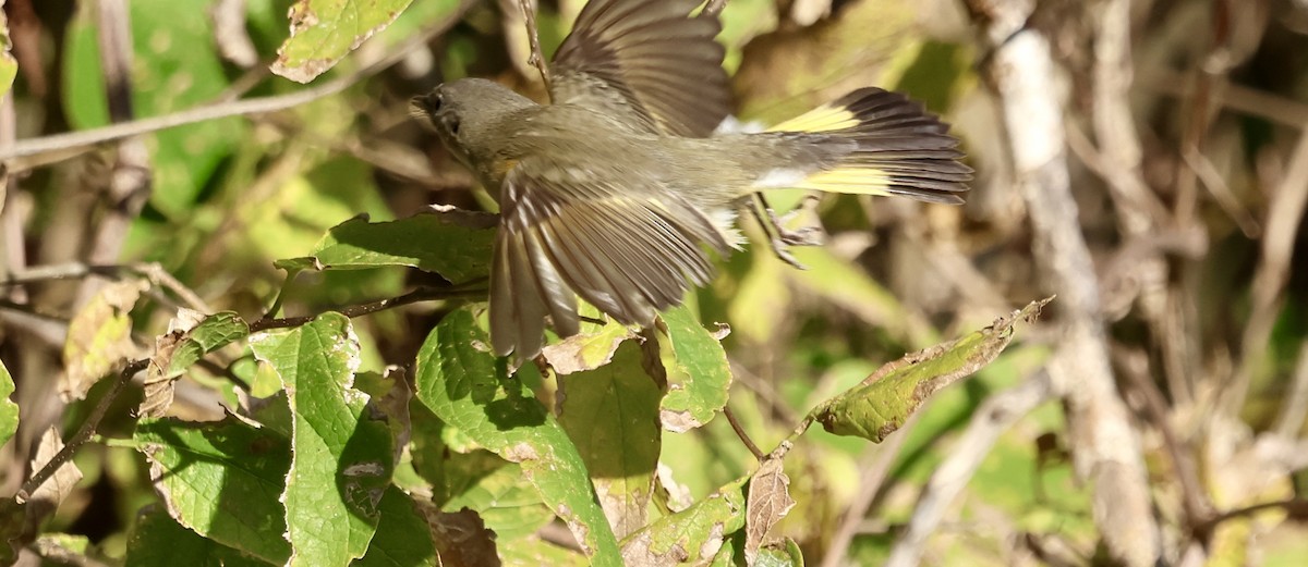 סבכון חכלילי - ML645120040