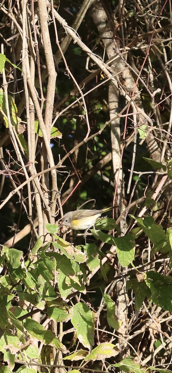 סבכון חכלילי - ML645120041