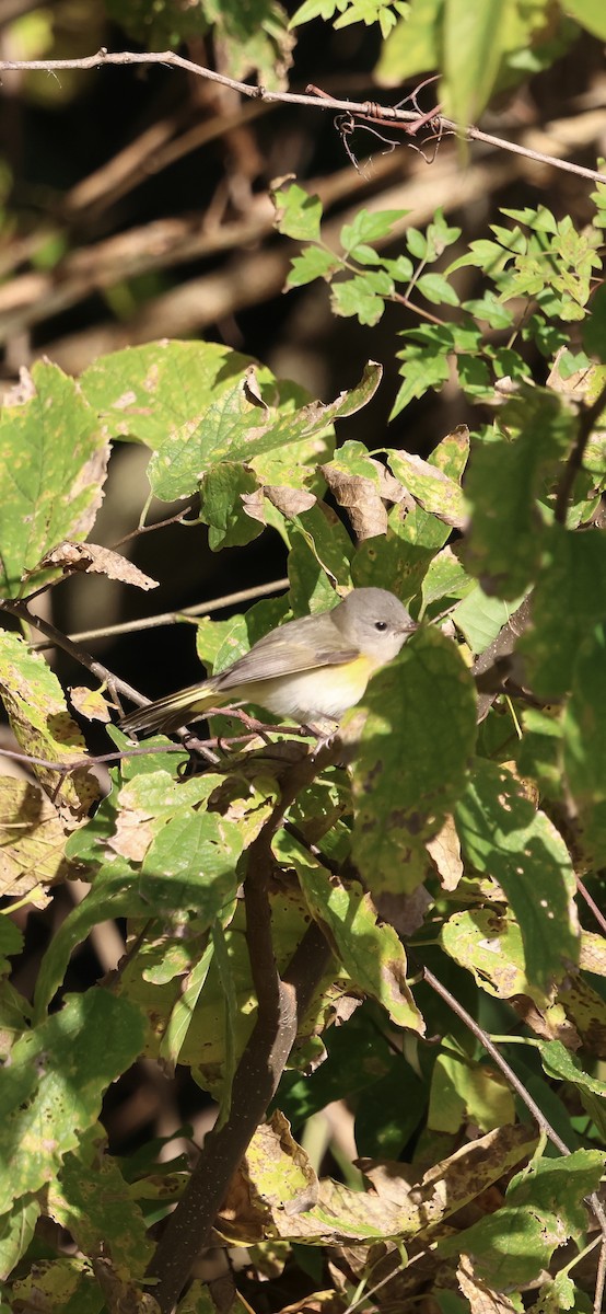 סבכון חכלילי - ML645120042