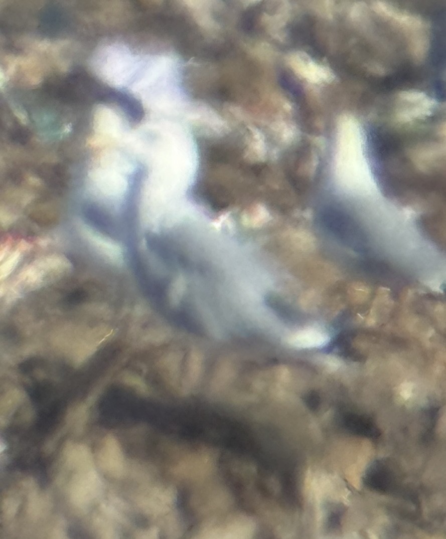 Larus sp. - ML645120044