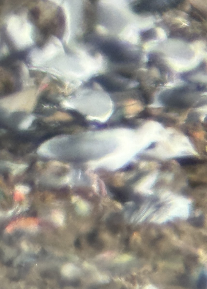 Larus sp. - ML645120045