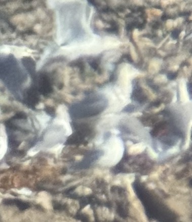 Larus sp. - ML645120046