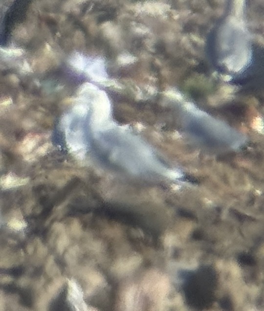 Larus sp. - ML645120048