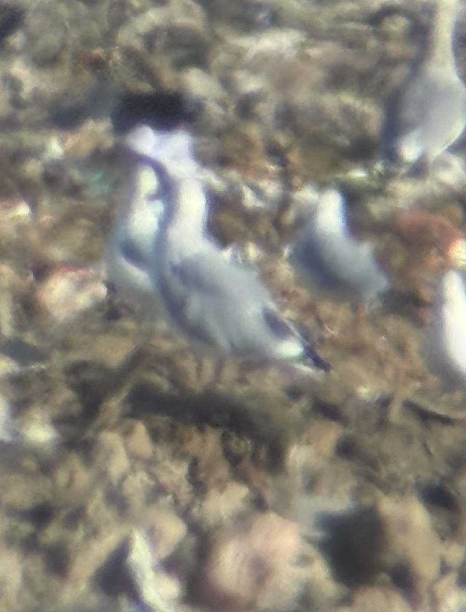 Larus sp. - ML645120049