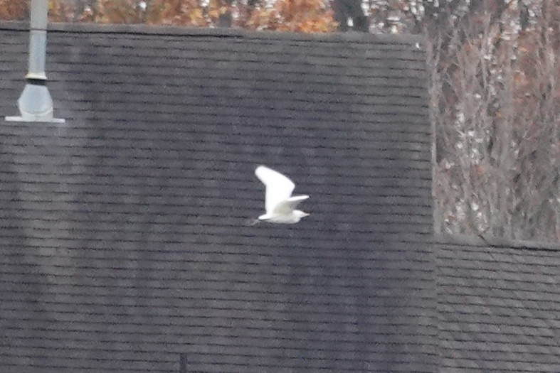 Western Cattle-Egret - ML645120050