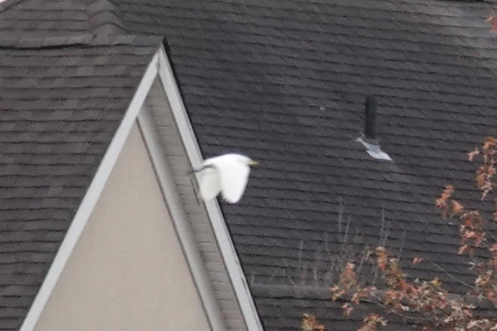 Western Cattle-Egret - ML645120051