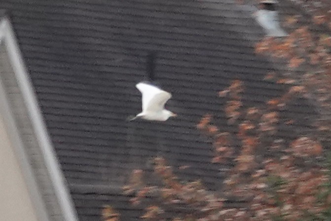 Western Cattle-Egret - ML645120052