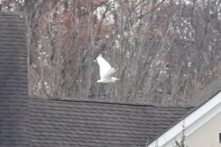 Western Cattle-Egret - ML645120053