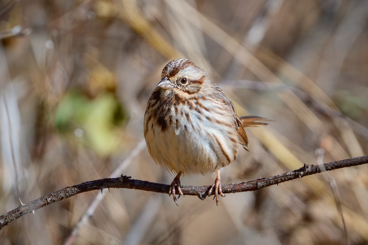strnadec zpěvný - ML645120054