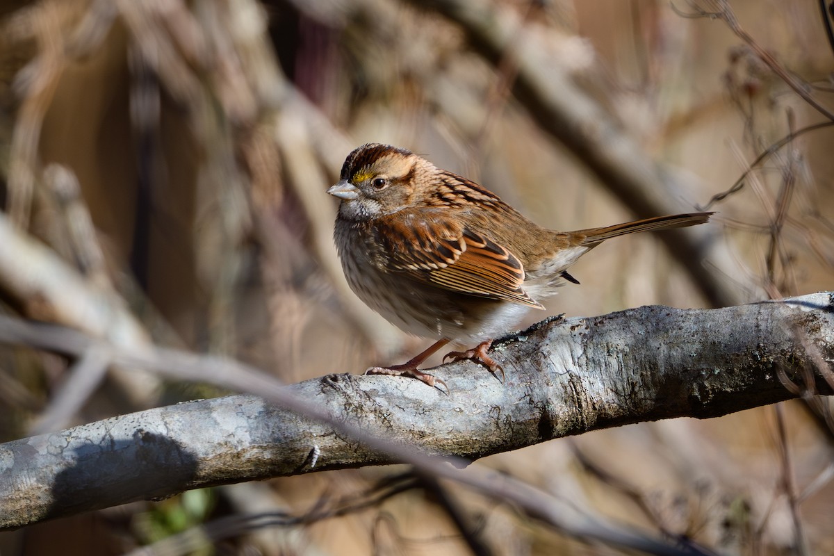 strnadec bělohrdlý - ML645120055