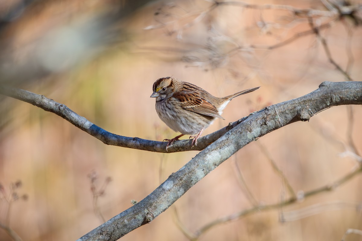 strnadec bělohrdlý - ML645120056