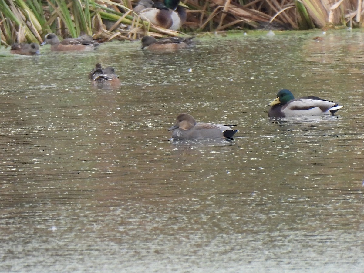 Gadwall - ML645120058