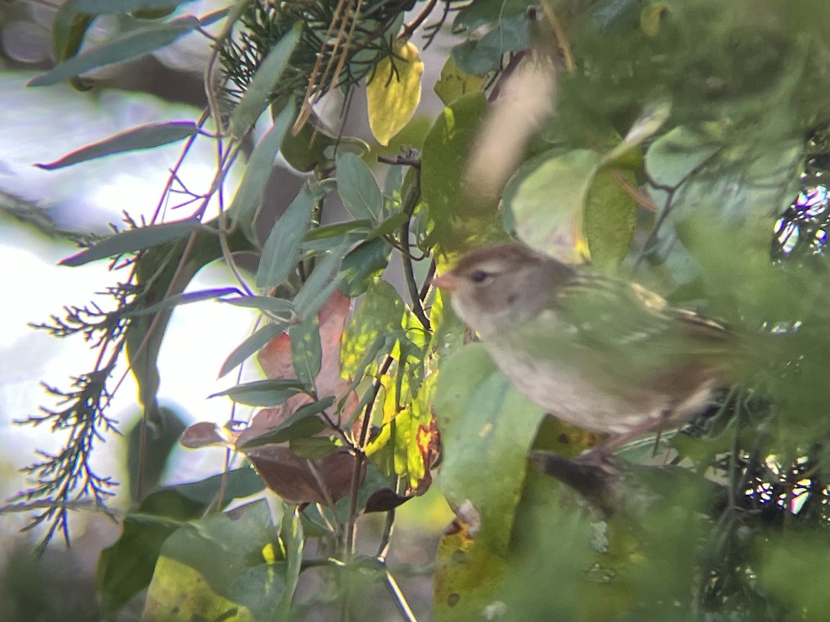 White-crowned Sparrow - ML645120063