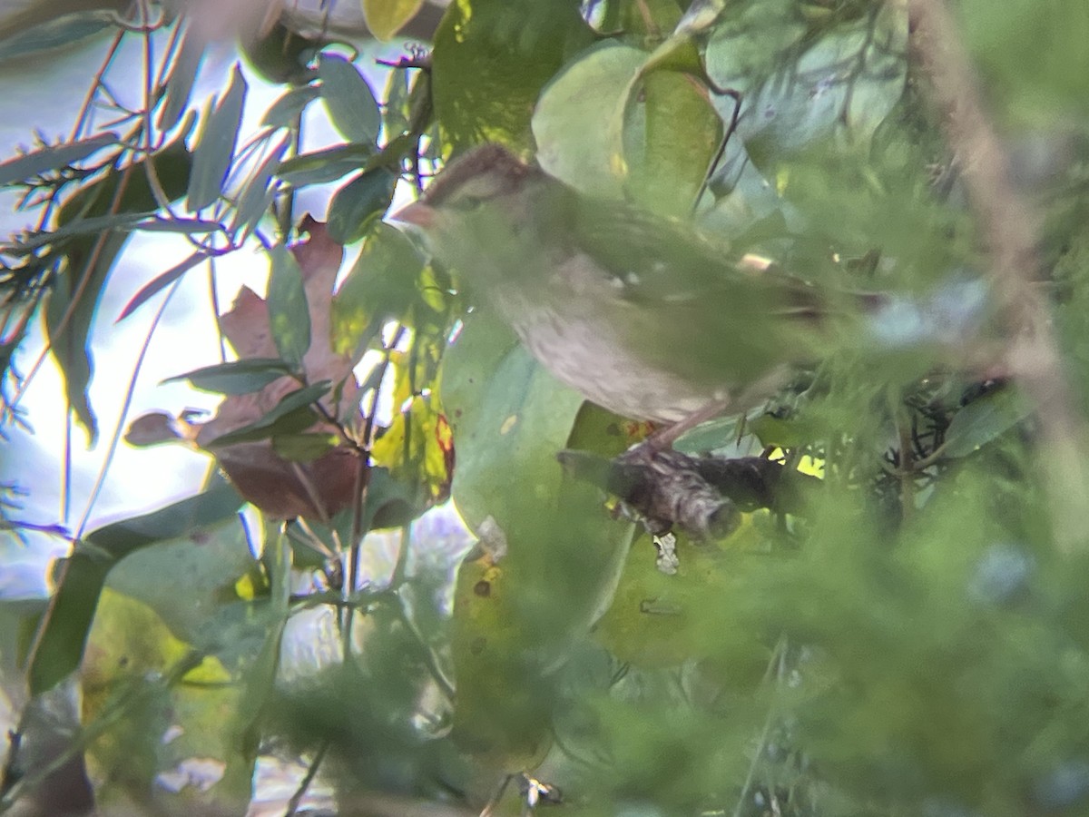 White-crowned Sparrow - ML645120064