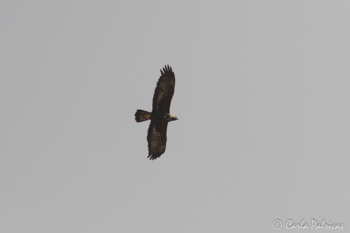 Golden Eagle - ML645120065