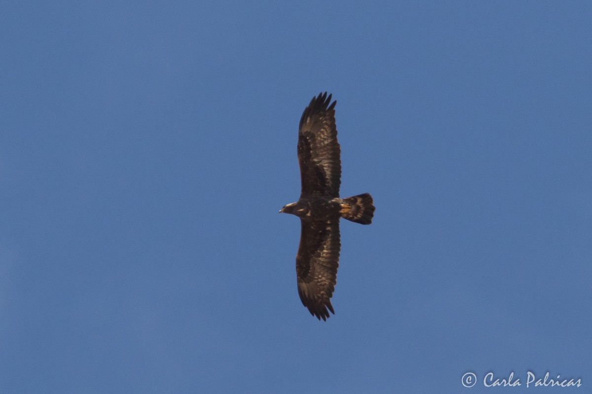 Golden Eagle - ML645120066