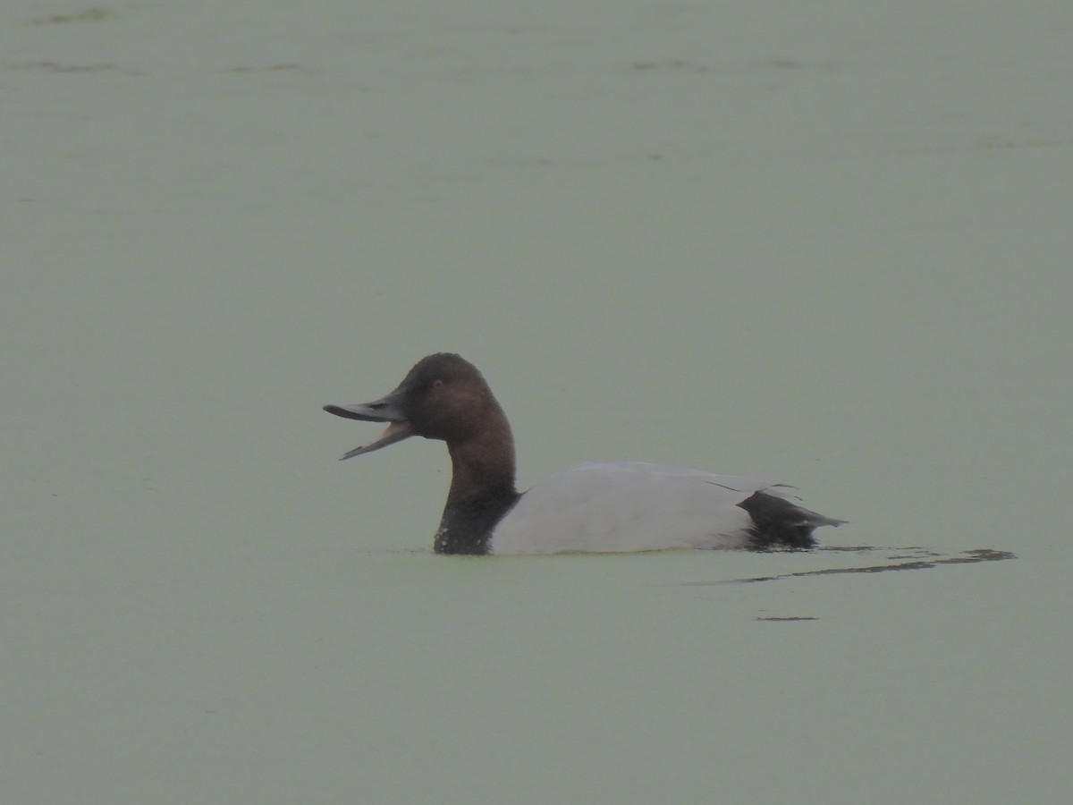 Canvasback - ML645120070