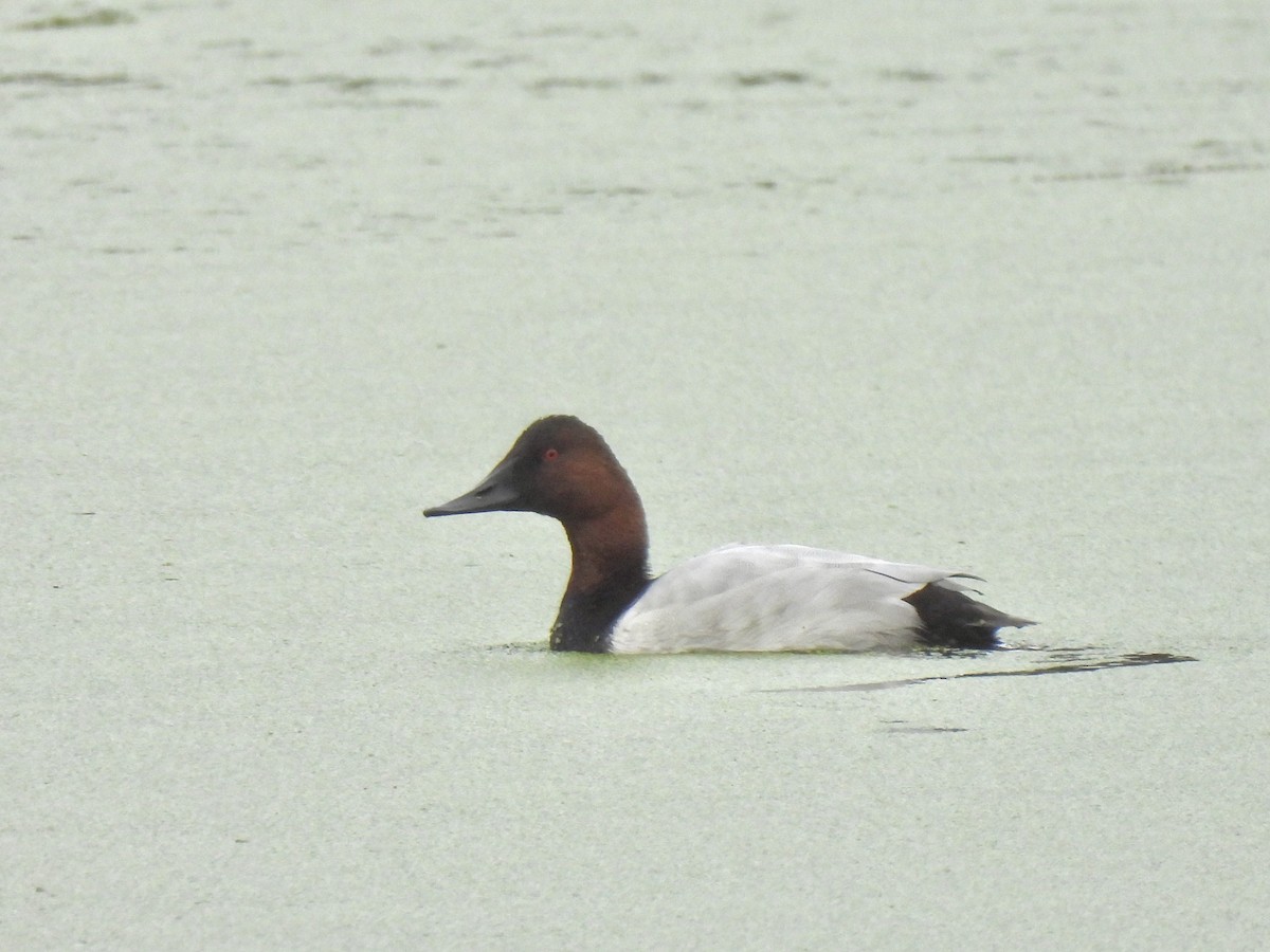 Canvasback - ML645120071
