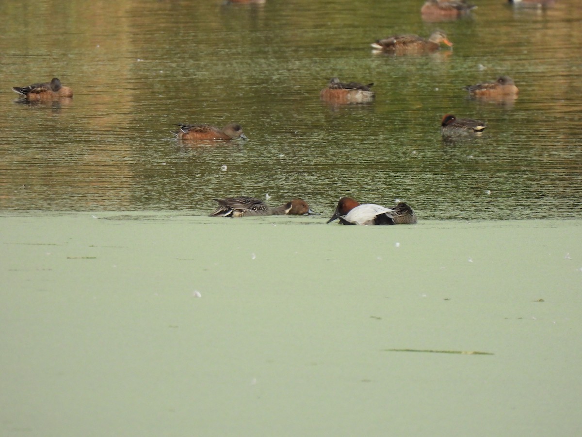 Canvasback - ML645120073