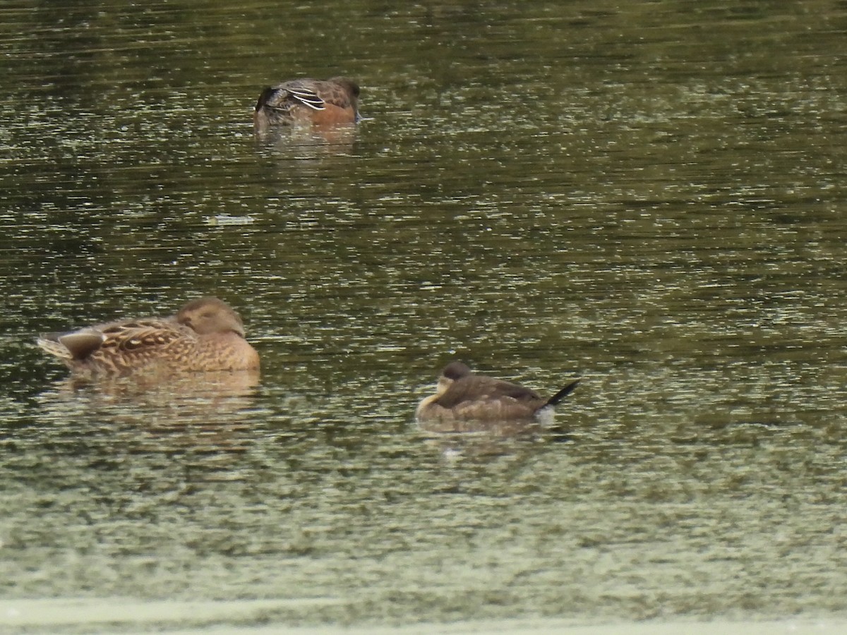 Ruddy Duck - ML645120080