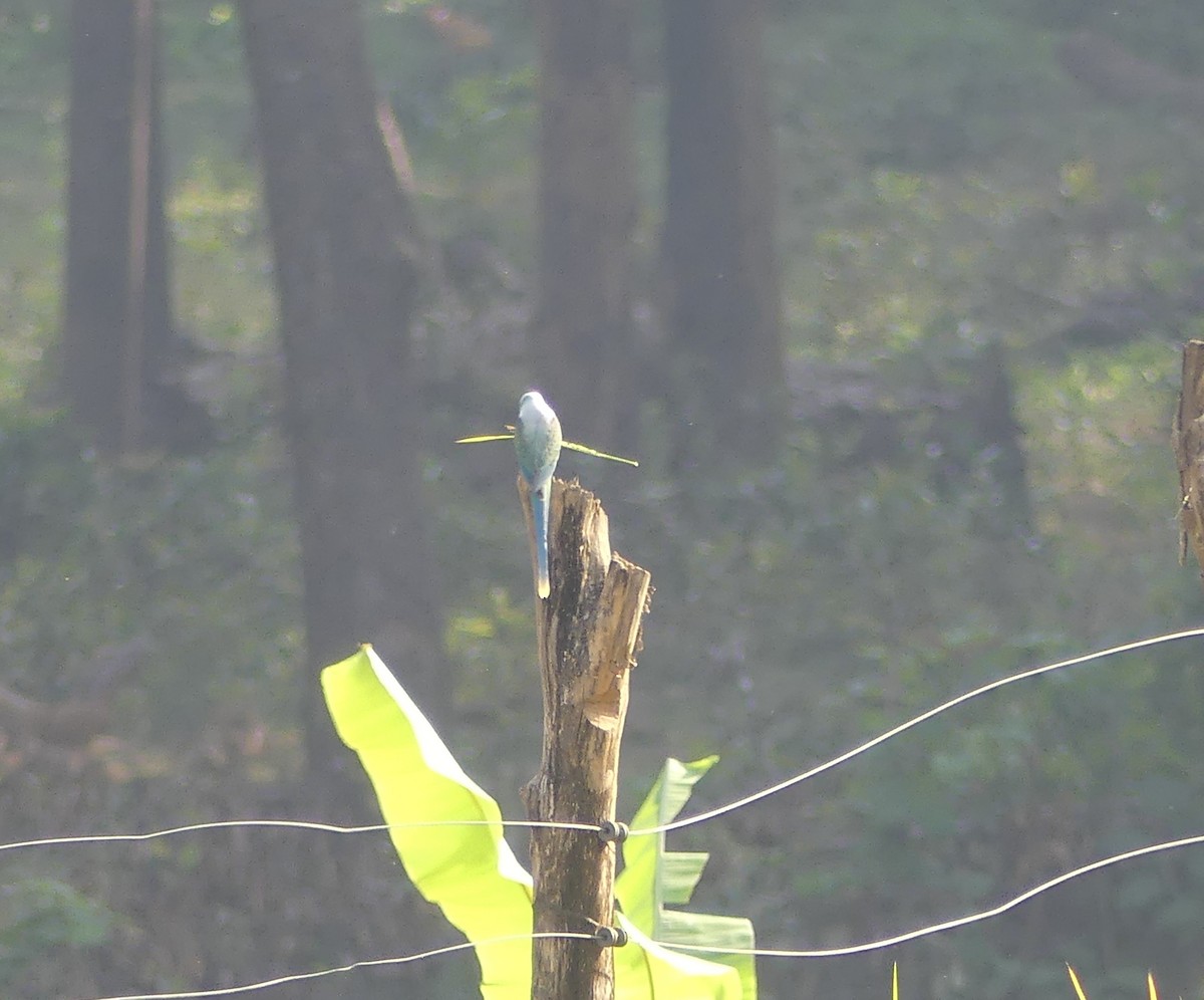 Malabar Parakeet - ML645120086