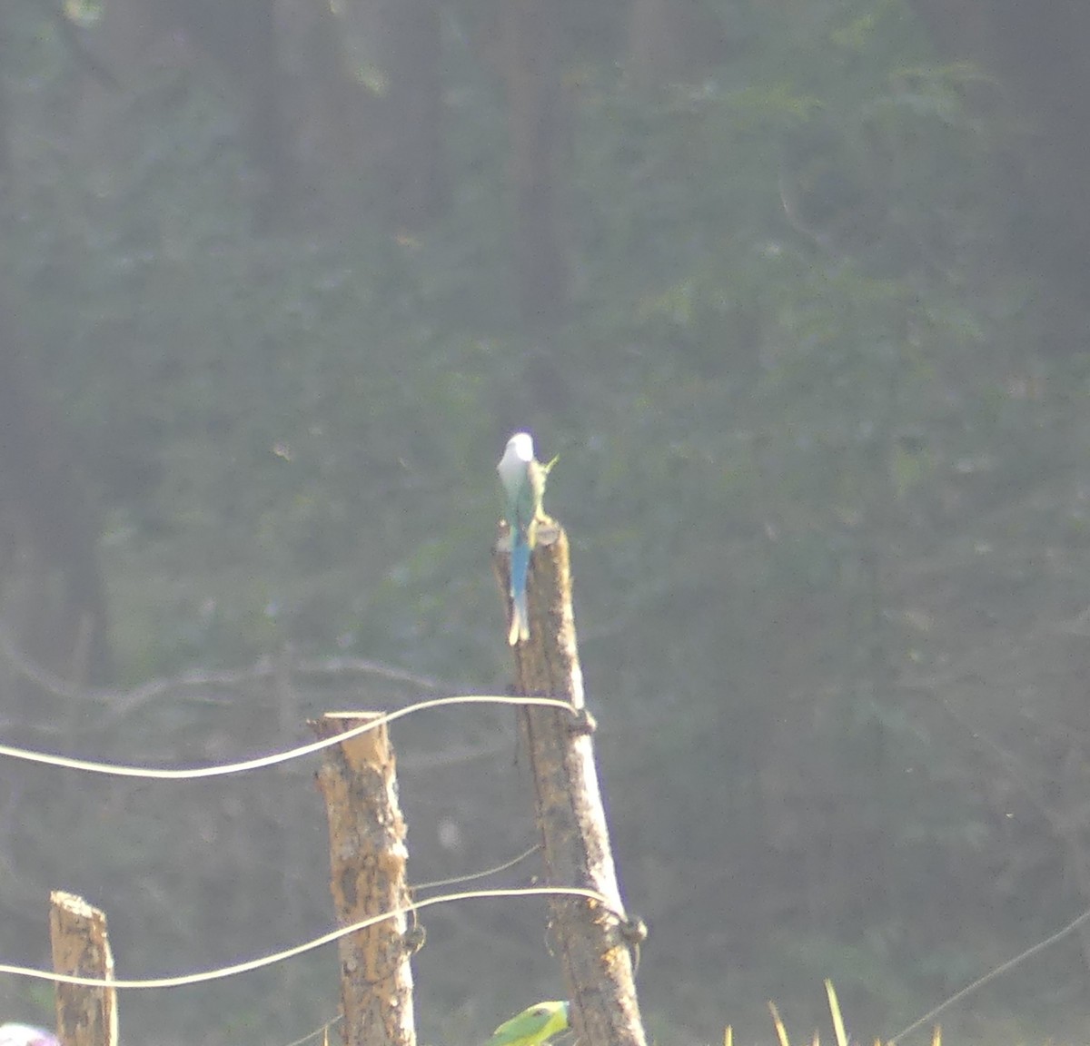 Malabar Parakeet - ML645120088