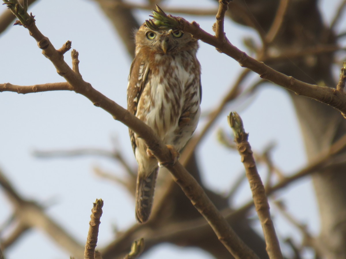 Pearl-spotted Owlet - ML645120113