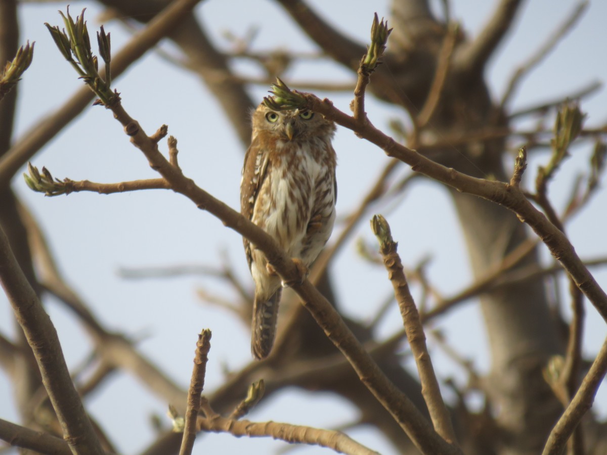 Pearl-spotted Owlet - ML645120114