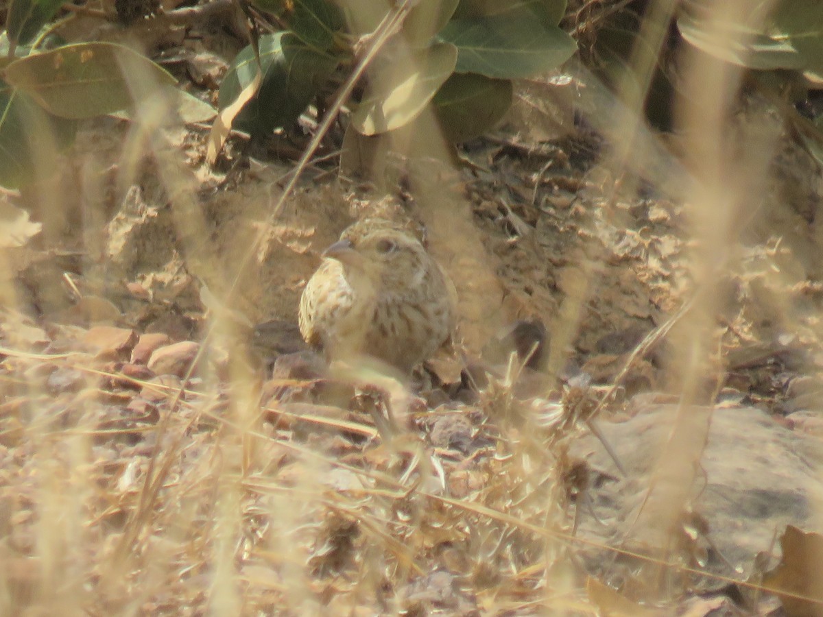 Alondra de Java - ML645120139