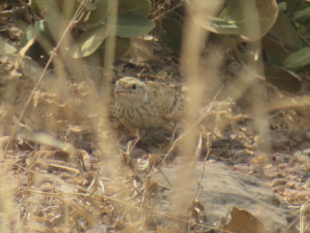 Alondra de Java - ML645120141