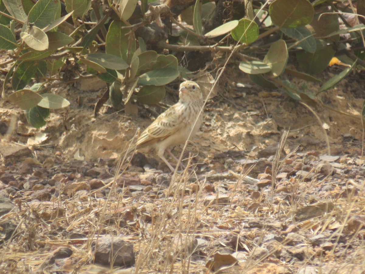 Alondra de Java - ML645120142