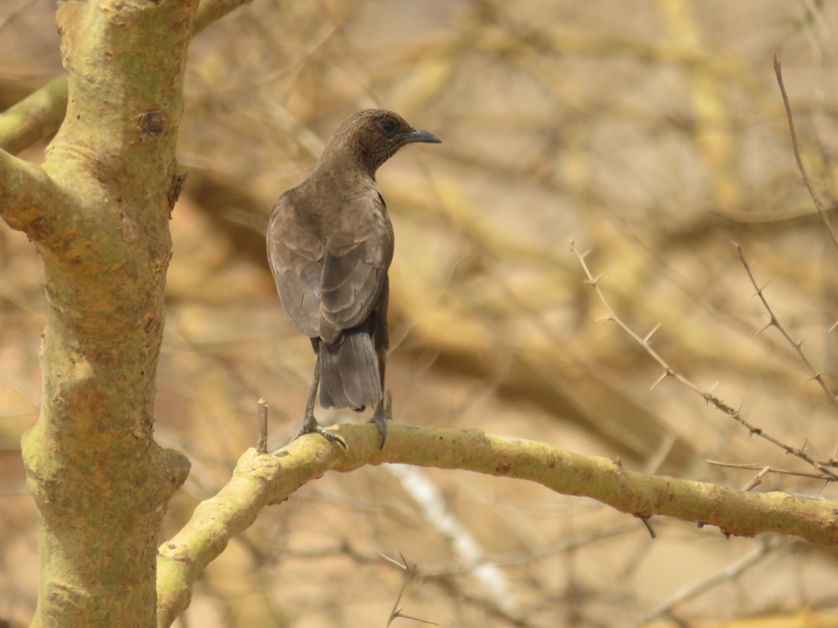 Rußschmätzer - ML645120162