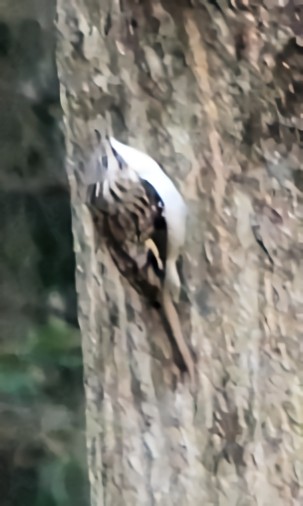 Brown Creeper - ML645120178