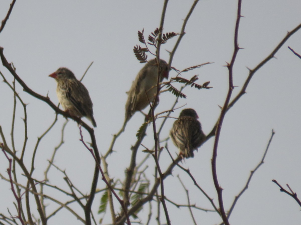 Red-billed Quelea - ML645120183