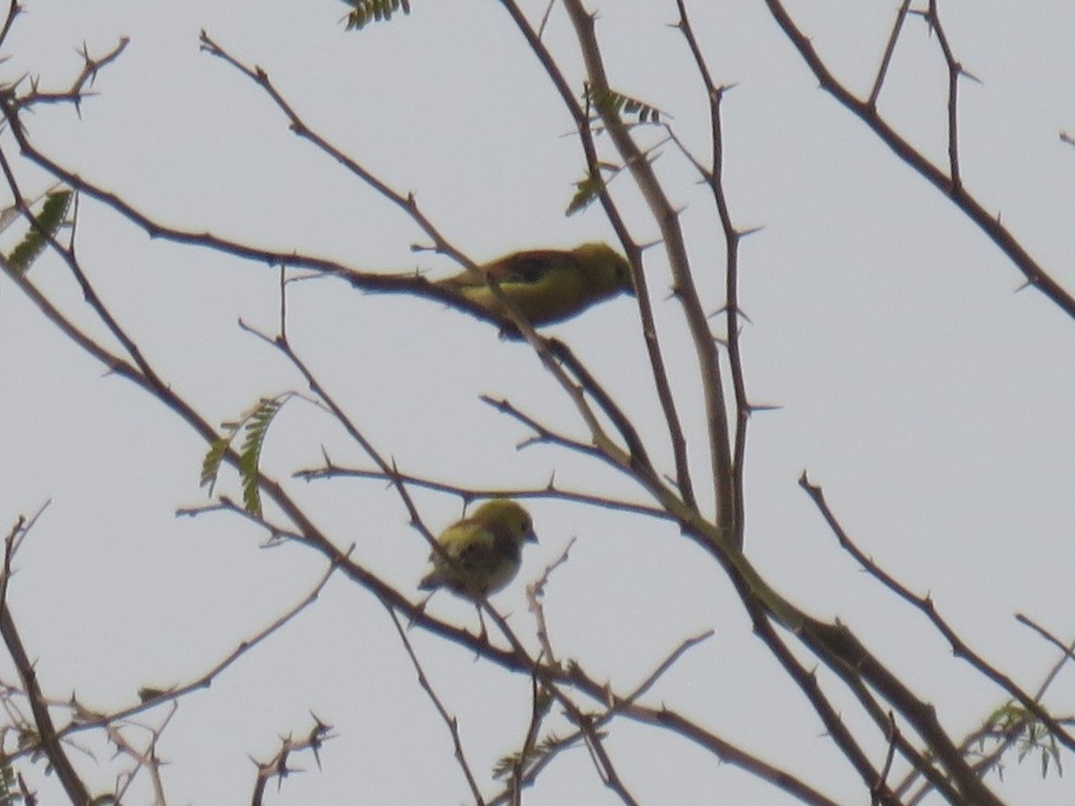 Sudan Golden Sparrow - ML645120203