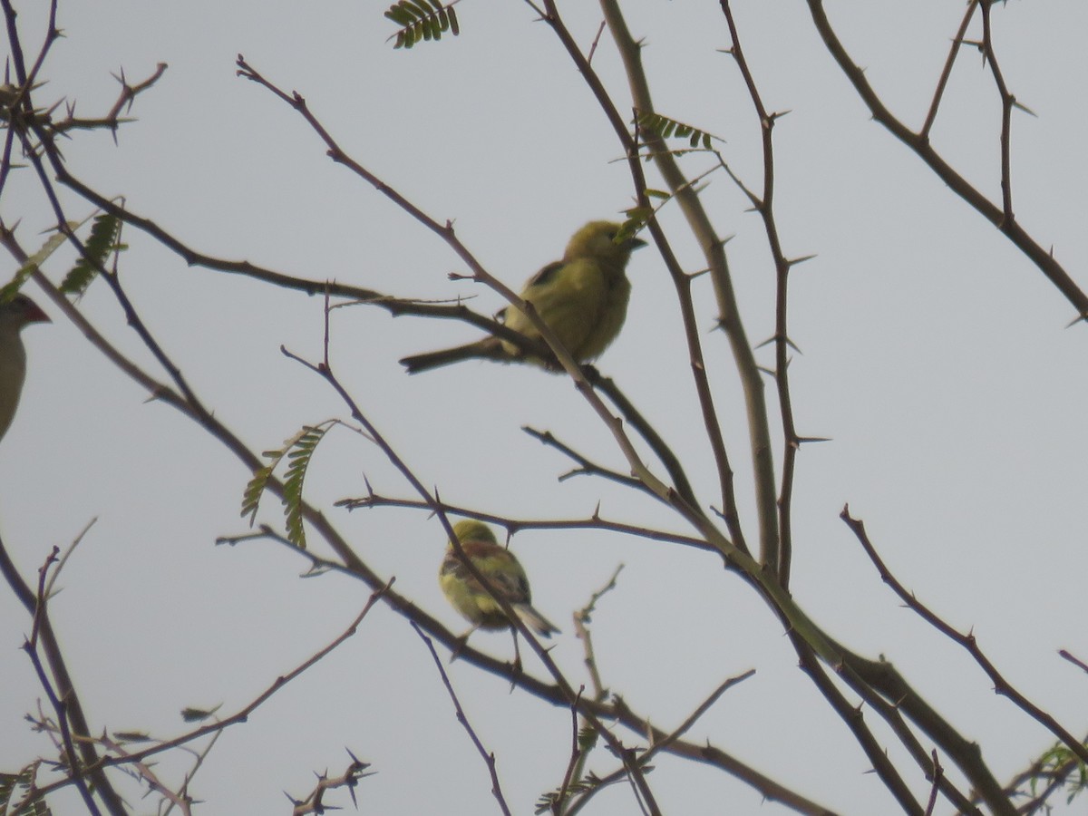 Sudan Golden Sparrow - ML645120205