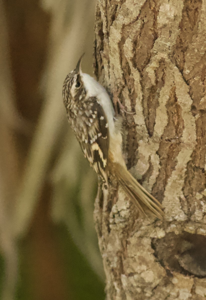 Brown Creeper - ML645120220